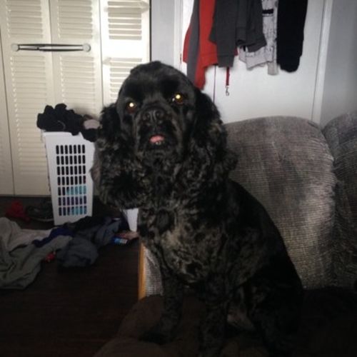 Pet Care Provider Heather Bartsch's Profile Picture