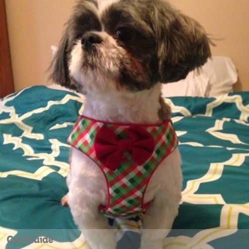 Pet Care Job Maureen Valle's Profile Picture