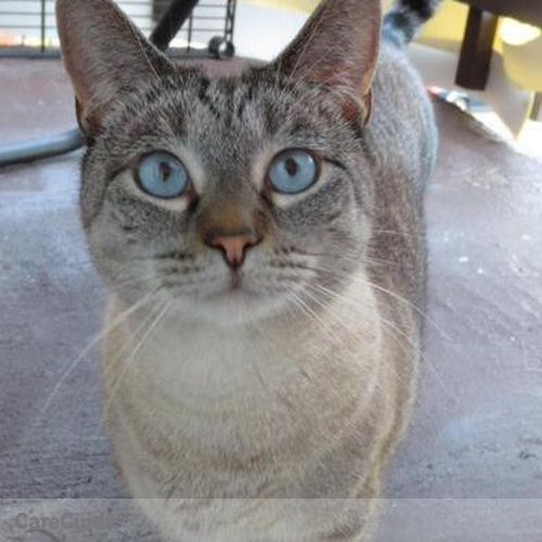 Pet Care Job Jennifer Forster's Profile Picture