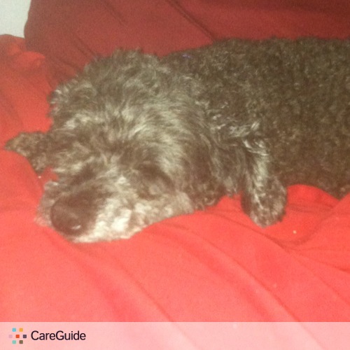 Pet Care Provider Aldo Cook's Profile Picture