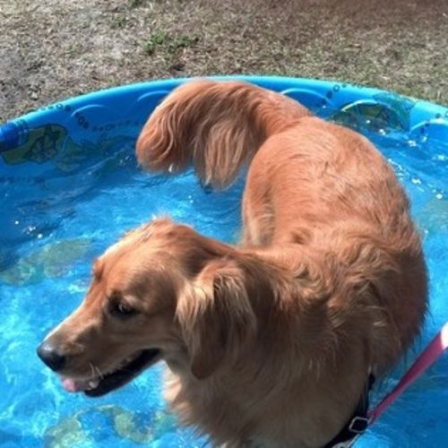 Pet Care Job Tom McFarland's Profile Picture