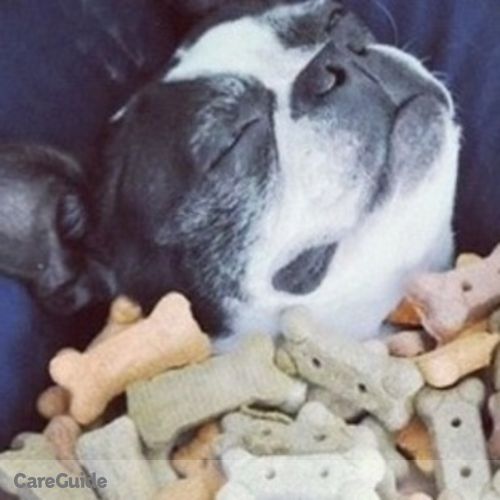 Pet Care Provider Bianca Aszodi's Profile Picture