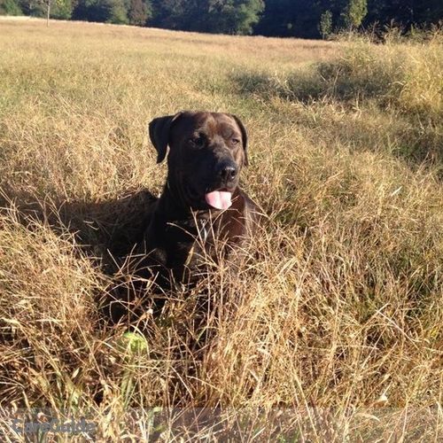 Pet Care Job Kelley Curley's Profile Picture