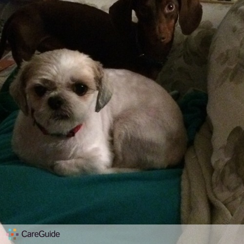 Pet Care Provider Kathryn Feeley's Profile Picture