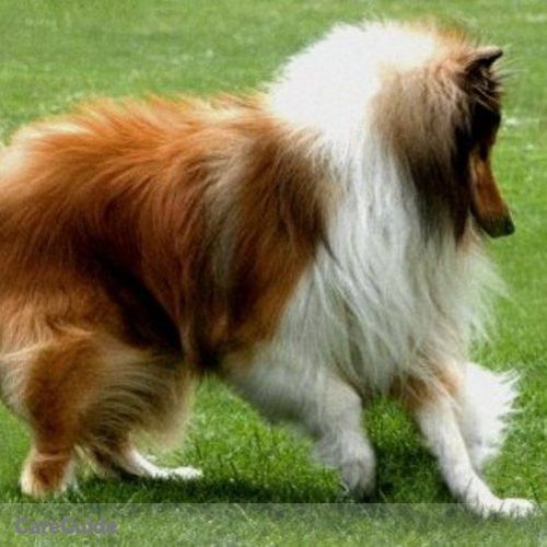 Pet Care Provider Bobbie Merritt's Profile Picture