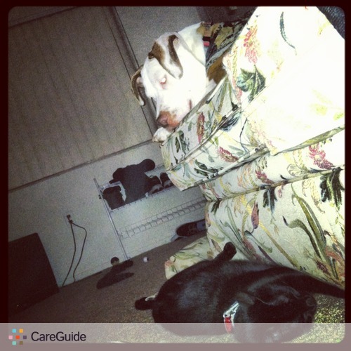 Pet Care Provider Mandy Sutton's Profile Picture