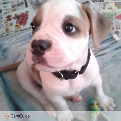Pet Care Provider Shannon Mchugh's Profile Picture
