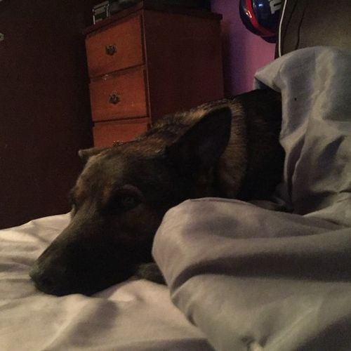 Pet Care Provider Christine Finlayson's Profile Picture