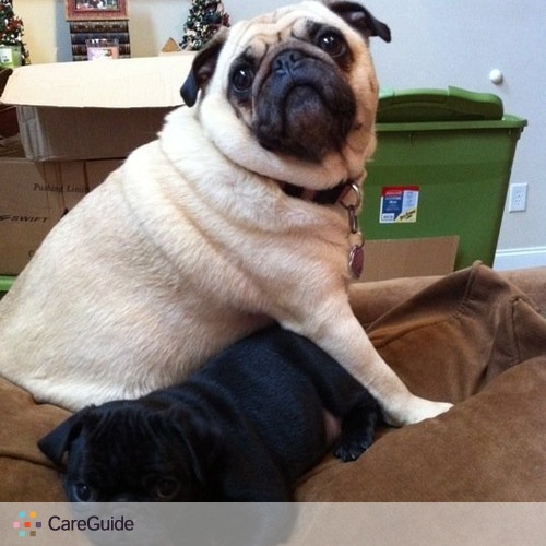 Pet Care Job Merrideth Ziesse's Profile Picture