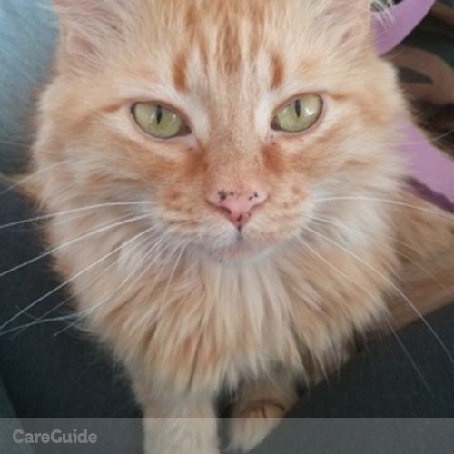 Pet Care Provider Keyara Kay Mitchell's Profile Picture