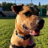 Midday Dog-Walker Needed in Columbia City!