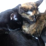 House and pet sitter needed over the Christmas holidays. I have two loving cats who require human attention.