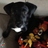 Seeking dog sitter - one night now, possible week in June