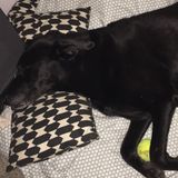 Petsitter Needed For older dog that has separation anxiety