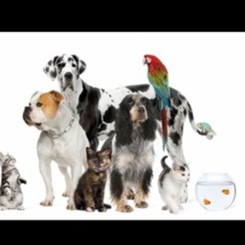 House Sitter Provider Katie C's Profile Picture