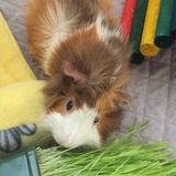 Guinea Pig Lover and Owner