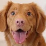 Montreal House and Petsitter Opportunity