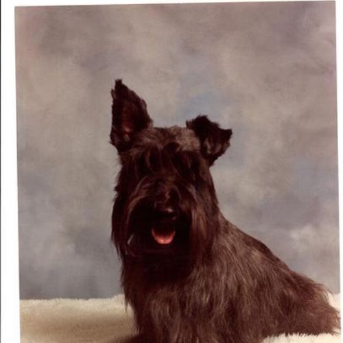 Pet Care Provider Jackie S's Profile Picture