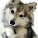Grey Wolf's Pet-Sitting Service