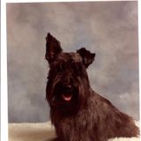 Jackie's dog grooming