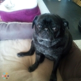 Wright At Home" Pet Care