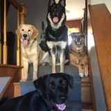 For Hire: Treating Animals The Way They Should Be in Jamestown Area
