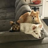 Are you looking for a Loving Fur-baby Stepmom? That's me!