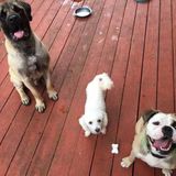 Available For Rockford Pet Sitter, Illinois Jobs
