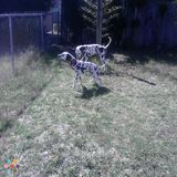 The Dog Spot, Dog Sitter.