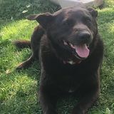Available: Caring Dog Walker and Pet Sitter