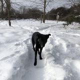 Looking for dog walker for Lily!