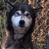 Lifelong Animal Lover to Walk Your Dog(s) or Pet and House Sit