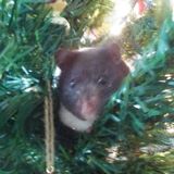 Can watch exotics, small critters, reptiles, farm animals and domestic pets