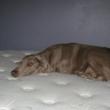 I've Lived And Taken Care Of Dogs Since They Were Bigger Than Me. I Love Dogs!