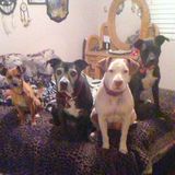 HI, my name is lei'lani bowers and I am willing to take care of your animals when it is needed.