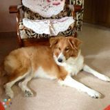 Experienced and Passionate pet sitter