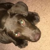 Pet sitter here!