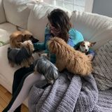 Reliable House Sitter Available Today
