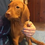 Widely experienced Dog trainer for Pet Care