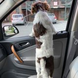 Searching for Boone Dog Walker Opportunity