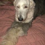 Excellent care available today very familiar with megasopagus special needs dogs