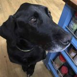 Disciplined, loving, Animal Sitter and Walker in Warren