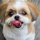 Pet Sitting Needed ASAP!