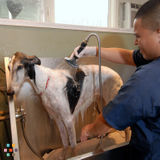 Dog Bather