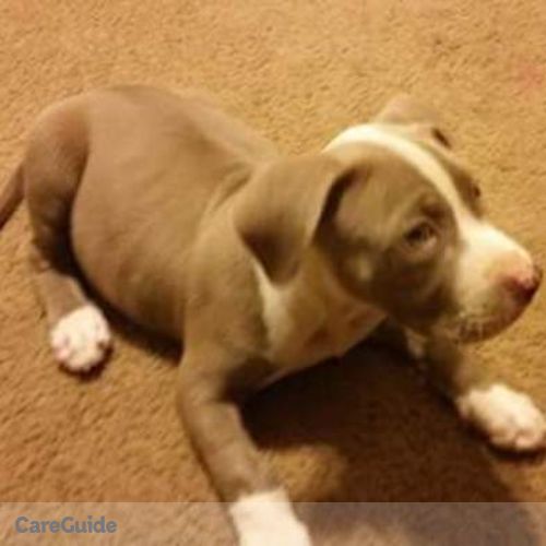Pet Care Provider Sandy M's Profile Picture