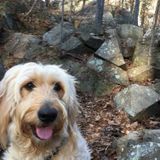 Available for pet-sitting and has a lot of experience!