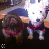 Doggie Suite Haven