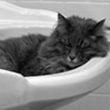 For Hire: Capable Petsitter in Snohomish