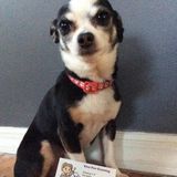 Available: Good Pet Care Provider in Hampton Bays, New York