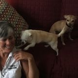Available: Professional House Sitting Service Provider in St. Petersburg